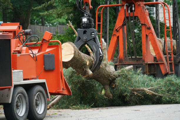 Best Storm Damage Tree Cleanup  in Makaha, HI